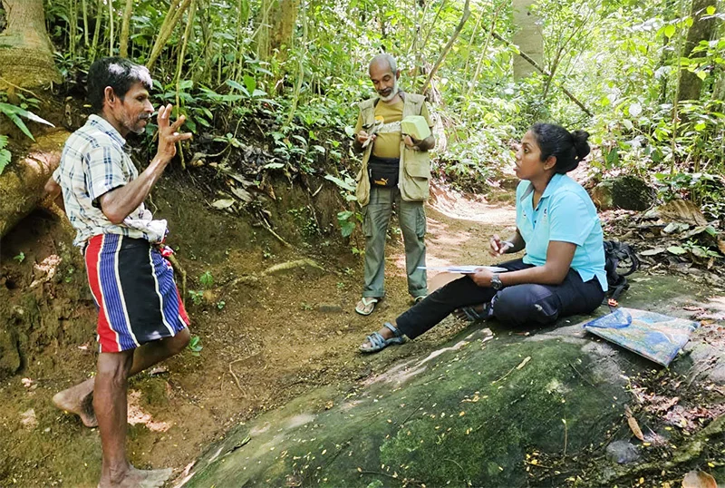Scientists Continue Unraveling Mysteries of Sri Lanka's Serendib Scops Owl