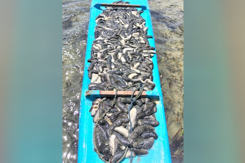 නැගෙනහිරු කිලිනොච්චි වෙරළ ප්‍රදේශයෙන් අනුමතයි නොවන මුහුදු විjulian ගලා ගෙන යන සැක නැංගුරුවු පුද්ගලයා ඉතිරි කිරීම