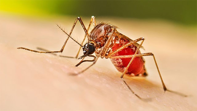 US Embassy launches dengue response initiative in Sri Lanka