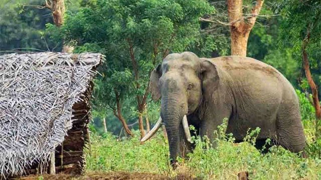 China pledges support for Sri Lanka's bamboo bio-fence initiative against human-elephant conflict
