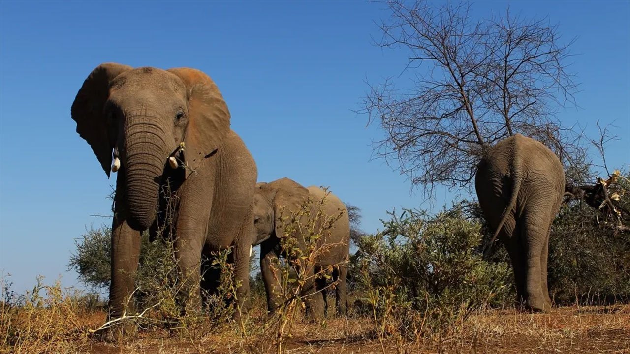 Kenya launches investigation into deaths of 14 elephants near Amboseli National Park