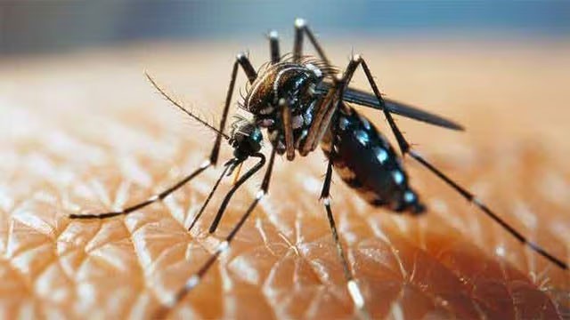 Sri Lanka's dengue cases exceed 86,000 as outbreak continues into August