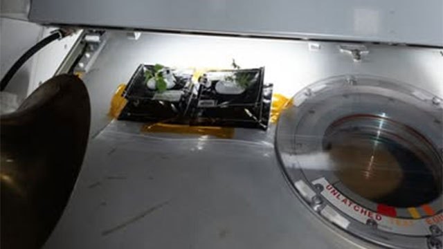 ISS Astronauts Successfully Grow Fresh Vegetables in Space, Advancing Future Food Production