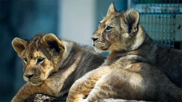 Three Lions Dead at Tokyo Zoo During Extreme Heat Wave