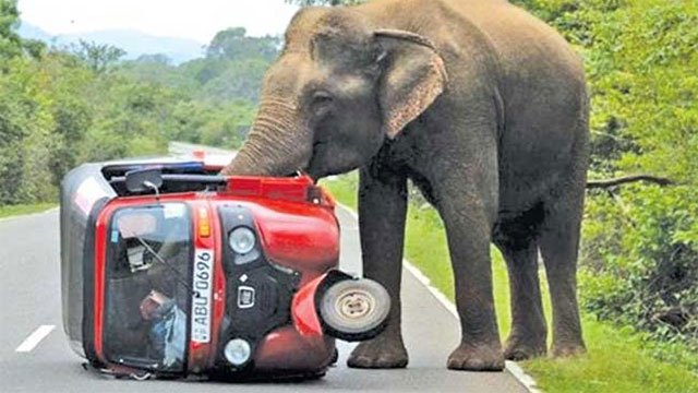 Sri Lanka Forms Committee to Develop Updated Human-Elephant Conflict Strategy