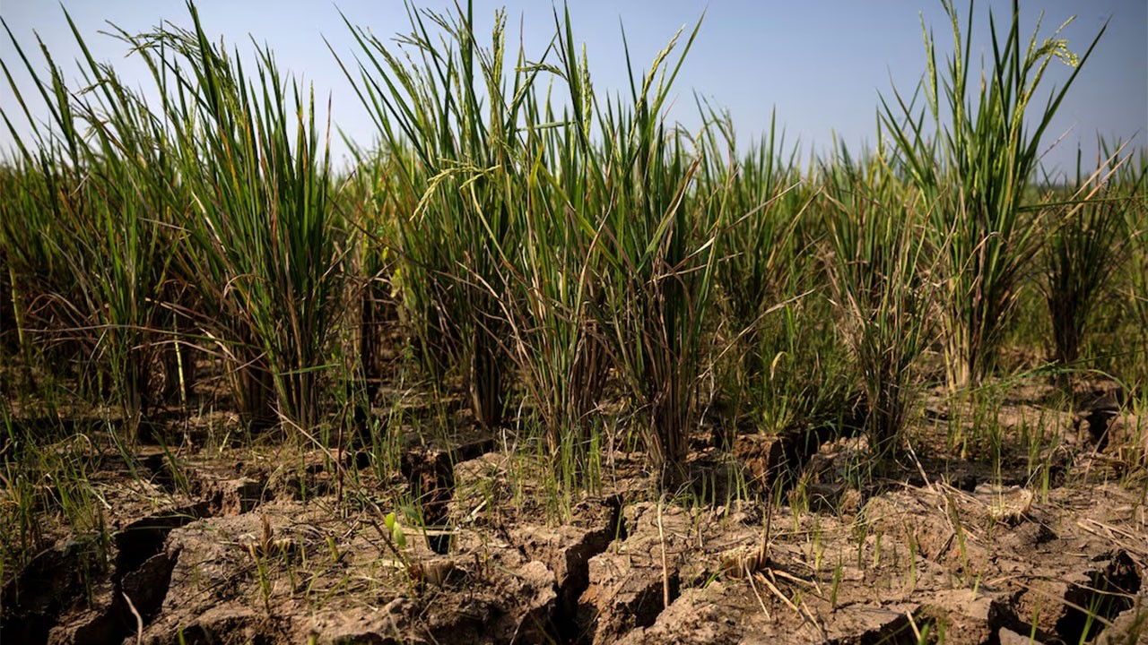 UN warns El Niño could plunge 49 million more into acute hunger by year's end