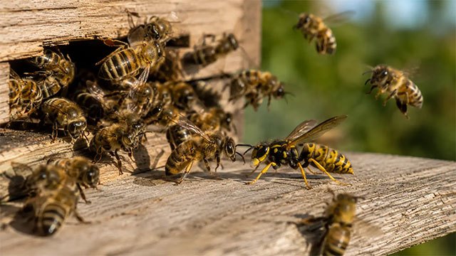 Over 50 students hospitalised following wasp attack at Trincomalee school