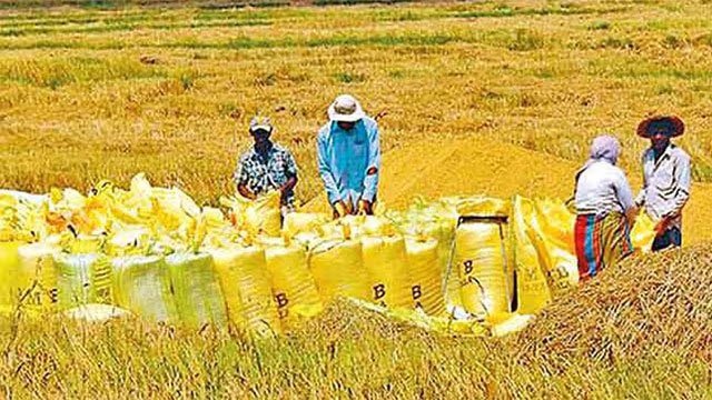 Paddy Marketing Board Purchases Nearly 20,000 Tonnes During Yala Season