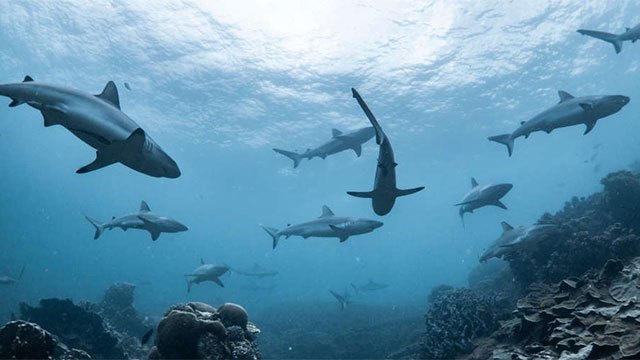 Researchers Deploy Shark-Mounted Sensors to Enhance Hurricane Forecasting