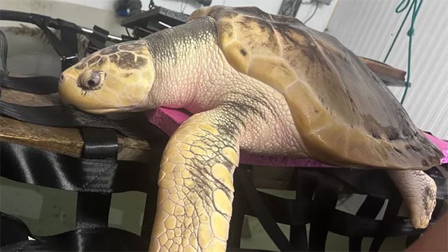 Rescued Welsh Turtle to Begin 5,000-Mile Journey Home to Gulf of Mexico