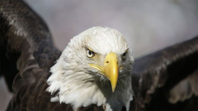 Jackie the Bald Eagle, Internet Celebrity, Dies After Wildlife Center Treatment