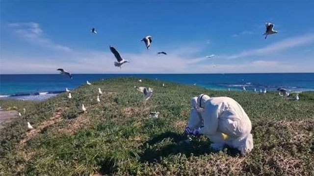 Australia launches targeted bird flu vaccination programme for native species