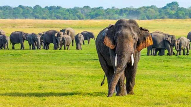 Sri Lanka Marks World Elephant Day as Deaths Surge Among Both Species