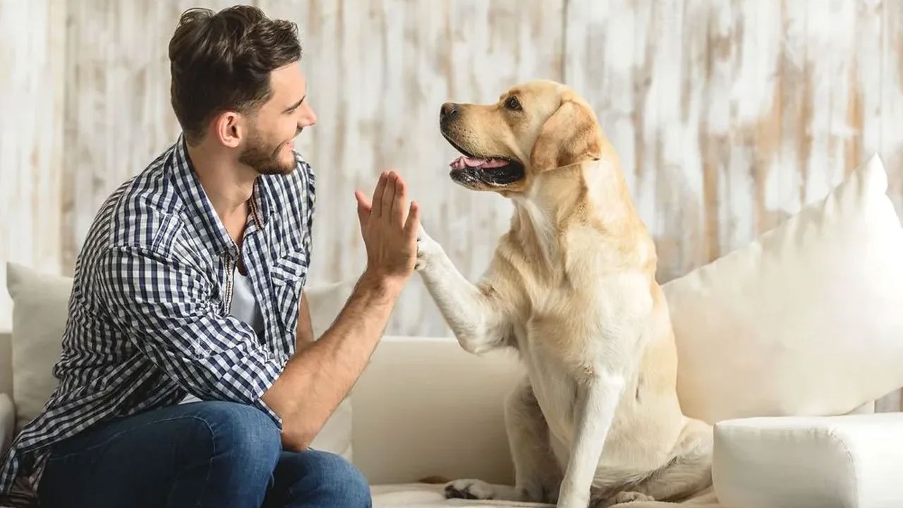 Dogs Can Recognize Human Emotions, Brain Study Finds