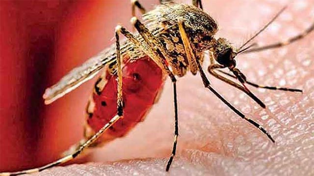 Sri Lanka Sees Surge in Dengue Cases as Over 91,000 Infections Recorded This Year