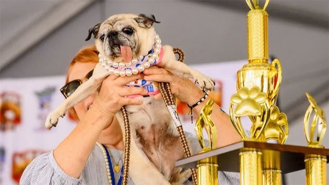 Rescue Pug Jinny Lu Wins 'World's Ugliest Dog' Contest