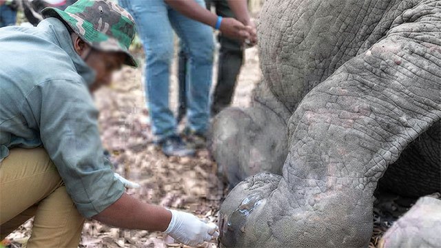 Wildlife Veterinary Officers Maintain Work-to-Rule Action Over Pay and Working Conditions