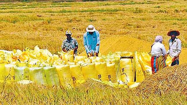 Paddy Marketing Board Purchases Over 33,600 Metric Tons in Ongoing Procurement Drive