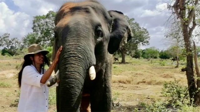 New Animal Welfare Bill aims to modernize Sri Lanka's century-old animal protection laws