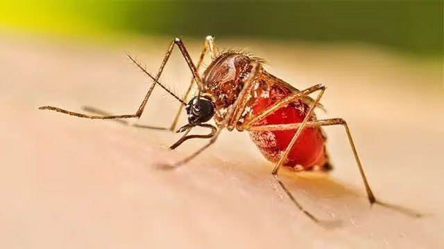 Dengue Death Toll Reaches 69 as Cases Exceed 92,000 in 2026