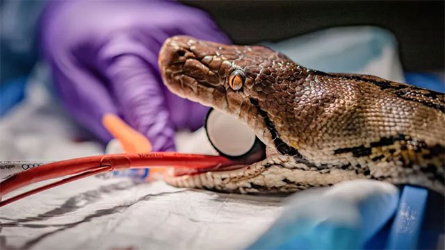 Reticulated Python Becomes First Snake to Receive Human Cancer Treatment