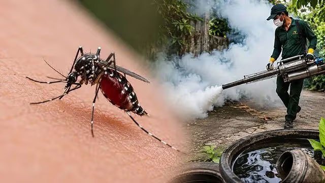 Sri Lanka Records Over 8,000 Dengue Cases in First Three Weeks of August