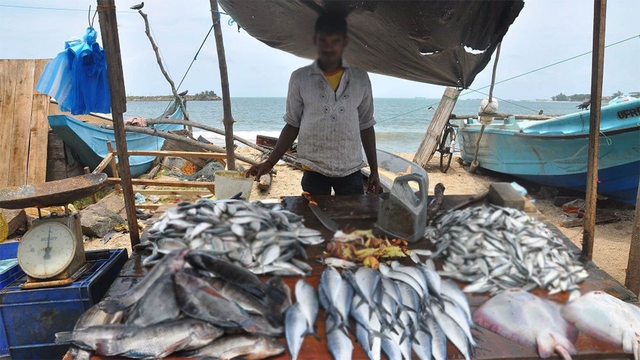 Sri Lanka's Fish Catch Declines Steadily Since 2014, Says Research Agency