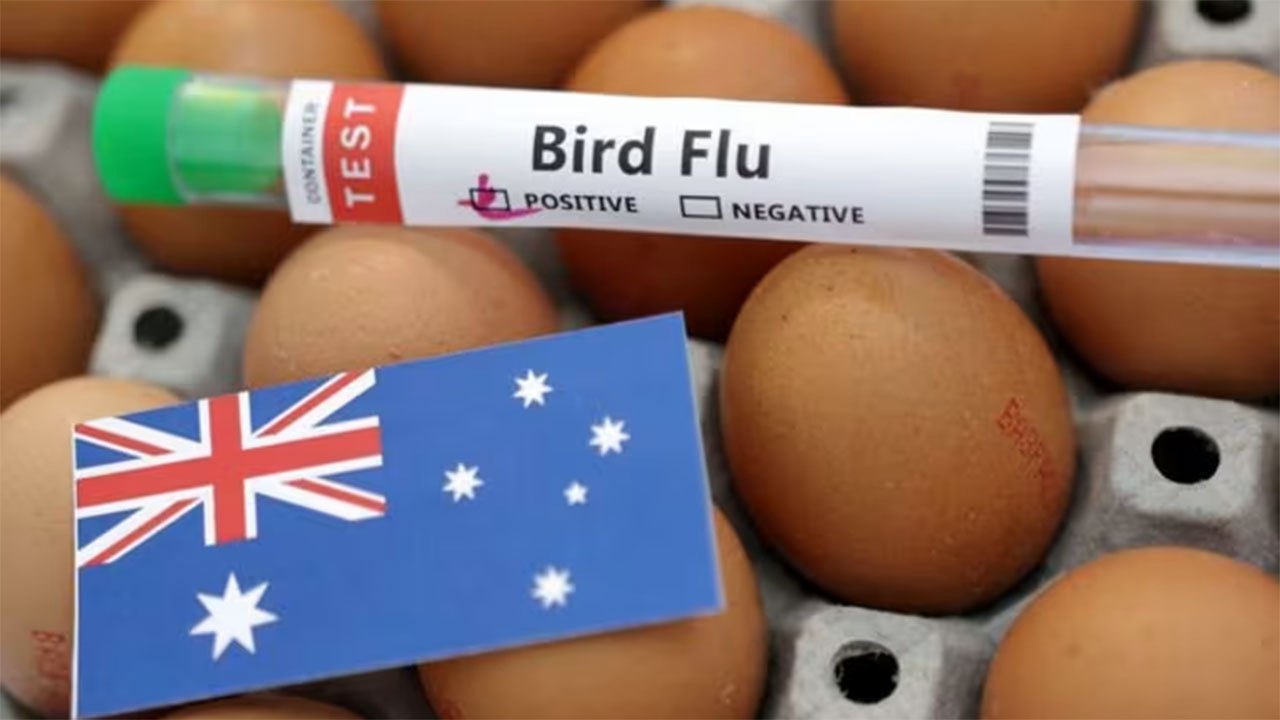 Australia confirms first H5N1 bird flu case in local mammal