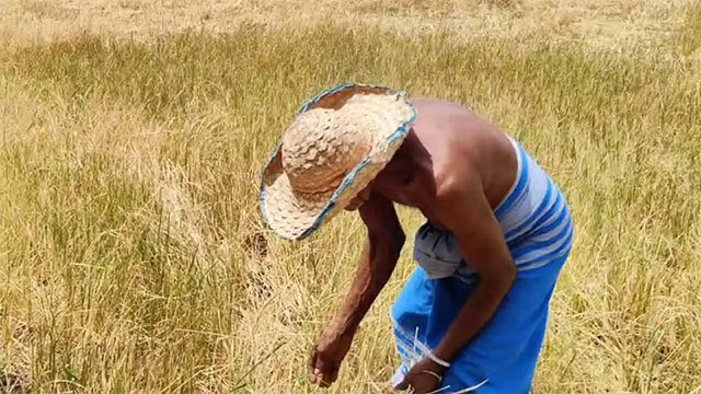 Government Allocates Rs. 3 Billion for Drought-Hit Farmers Across Five Districts