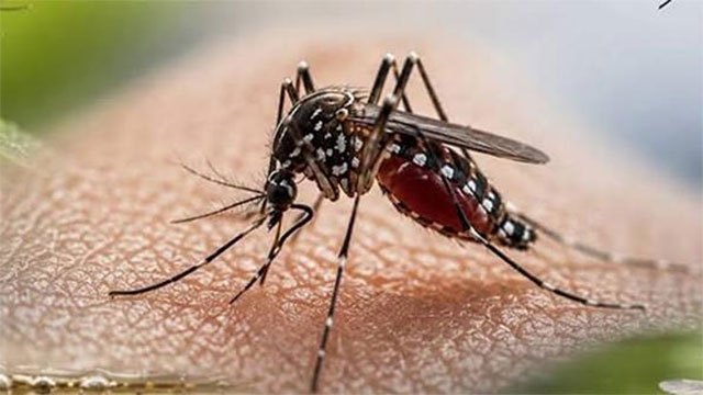 Dengue Deaths Reach 72 as Sri Lanka Grapples with Over 94,000 Cases