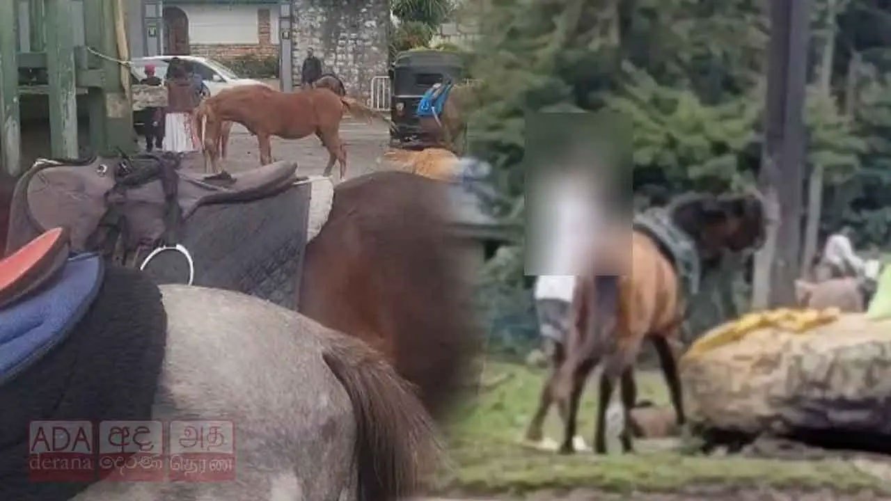 Man arrested over pony assault near Gregory Lake in Nuwara Eliya