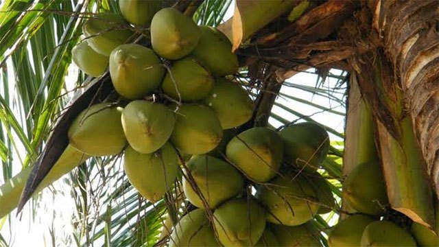 Global demand for Sri Lankan agri products on the rise: Dy Minister