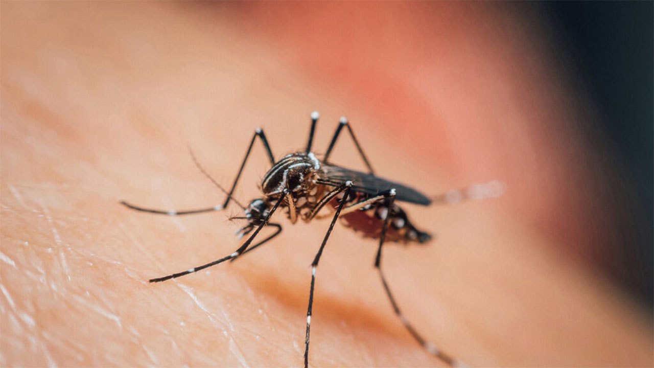 Sri Lanka Surpasses 95,000 Dengue Cases in 2024 as August Reports Over 10,000 Infections