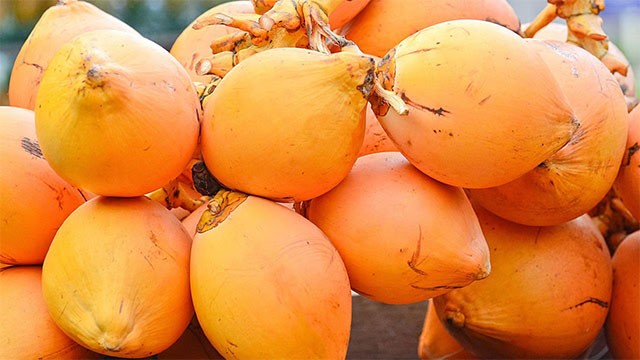 Sri Lanka launches national king coconut expansion programme