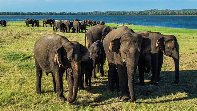 Parliamentary Committee Calls for National Policy to Address Human-Elephant Conflict