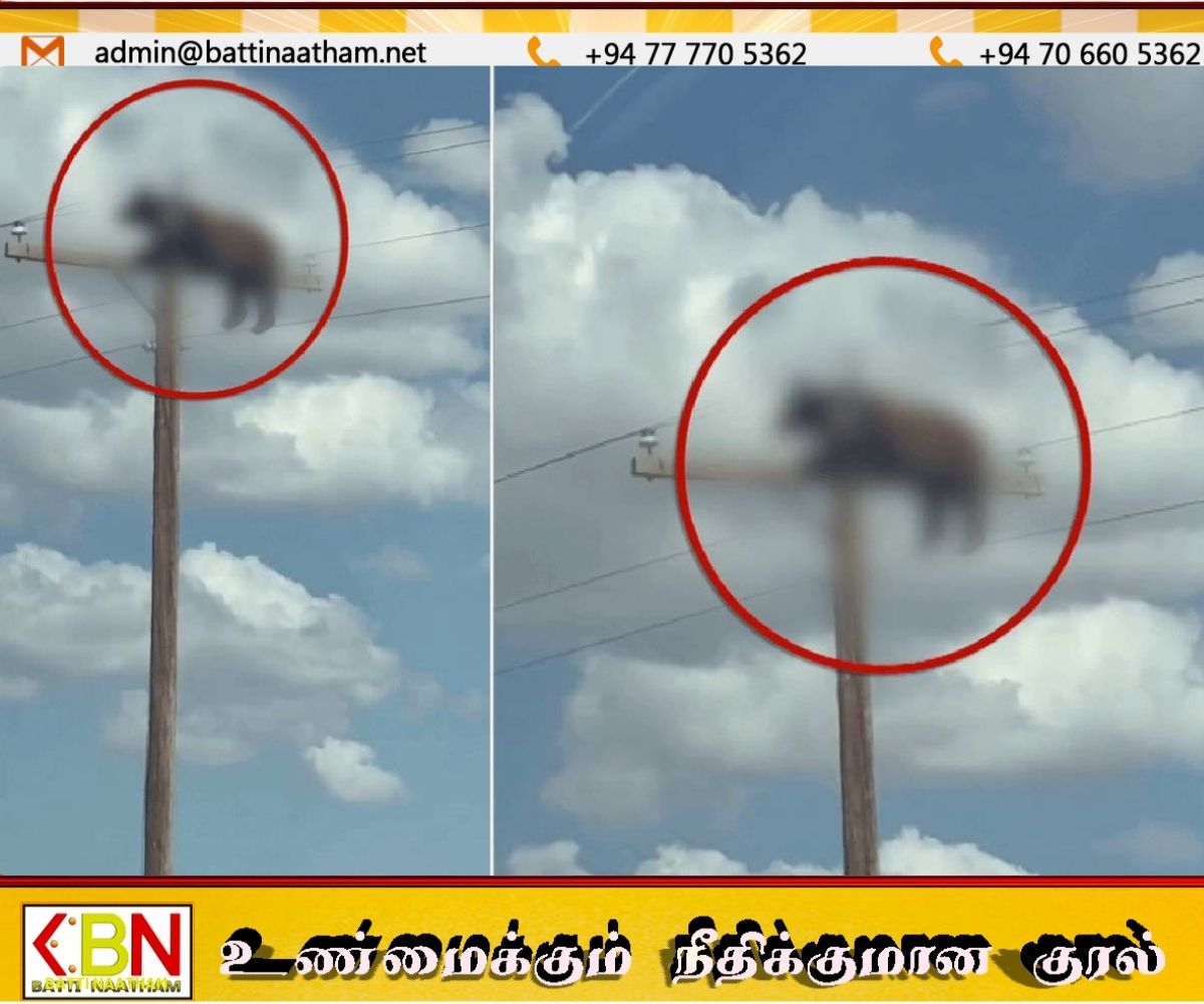 நিউ மெக்சிகோவில் உচ்च-மின்னழுத்த மின் கோடுகளுடன் தொடர்பு கொண்ட பின்熊 இறந்தது