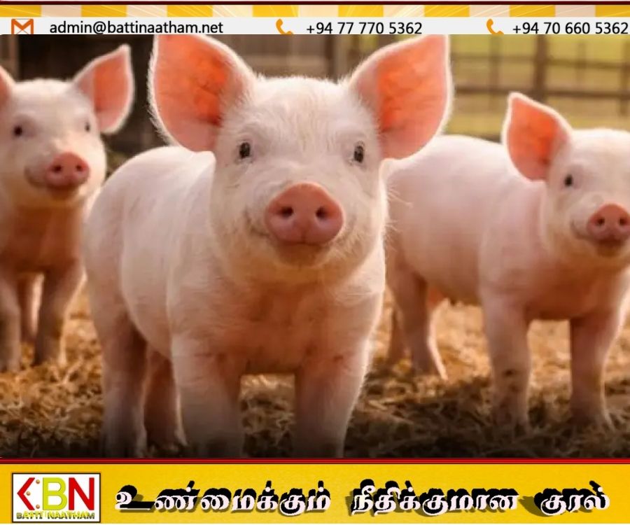 அரசாங்கம் கால்நடை துறையை ஆதரிக்க ஆகஸ்டை பன்றி காப்பீட்டு மாதமாக அறிவித்துள்ளது