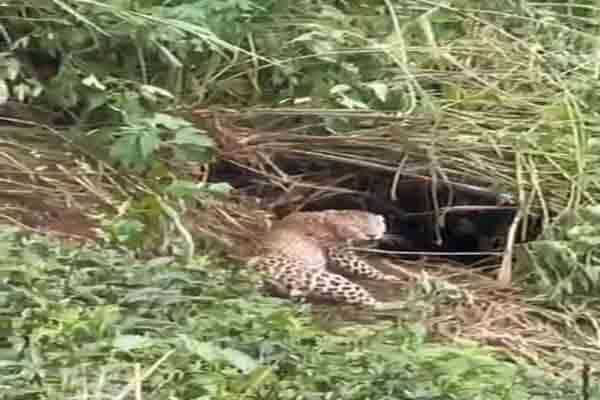 பெரிய சிறுத்தை தேயிலை தோட்டத்தில் பொறியில் சிக்கிய பின்பு மீட்கப்பட்டது