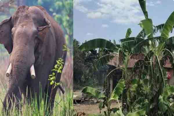 14 ஆண்டுகள் காத்திருந்து மருமகள் , பேரனை கொன்ற யானை