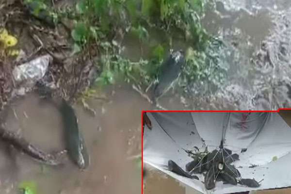 தெலంగాణ రాష్ట్రে భారీ వర్షాలలో చేపలు ఆకాశం నుండి పడిపోయాయి