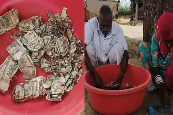 மனைவிக்குப் பயந்து கறையானுக்கு இரைபோட்ட விவசாயி