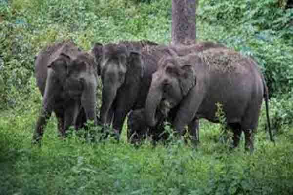 இலங்கையில் காட்டு யானையின் தாக்குதலைத் தொடர்ந்து ஒருவர் இறப்பு