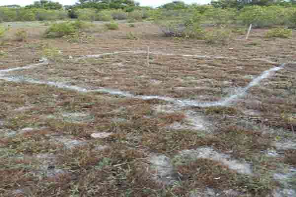 எருமைத்தீவில் ரகசியக் கண்காணிப்புக் கோபுரம்: மக்கள் எதிர்ப்பால் கைவிடப்பட்டது