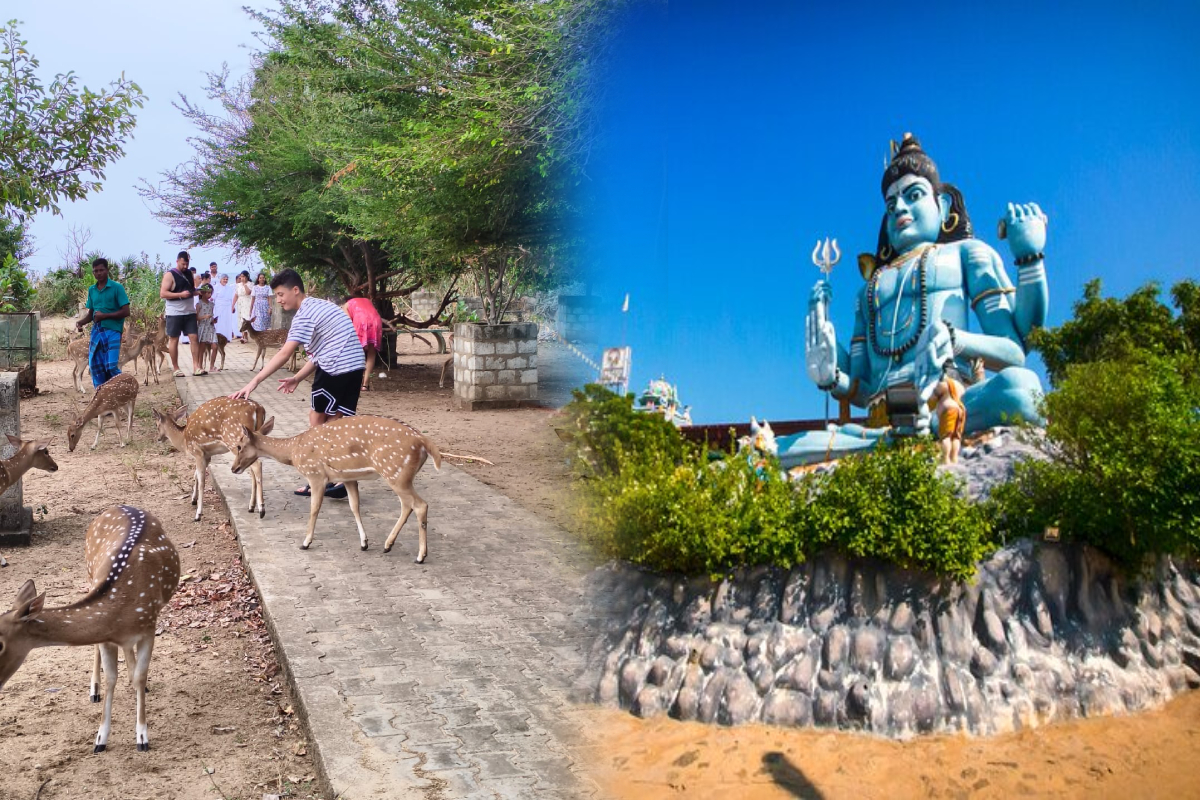 சுற்றுலா பயணிகளை கவரும் திருகோணமலை மான்கள்!