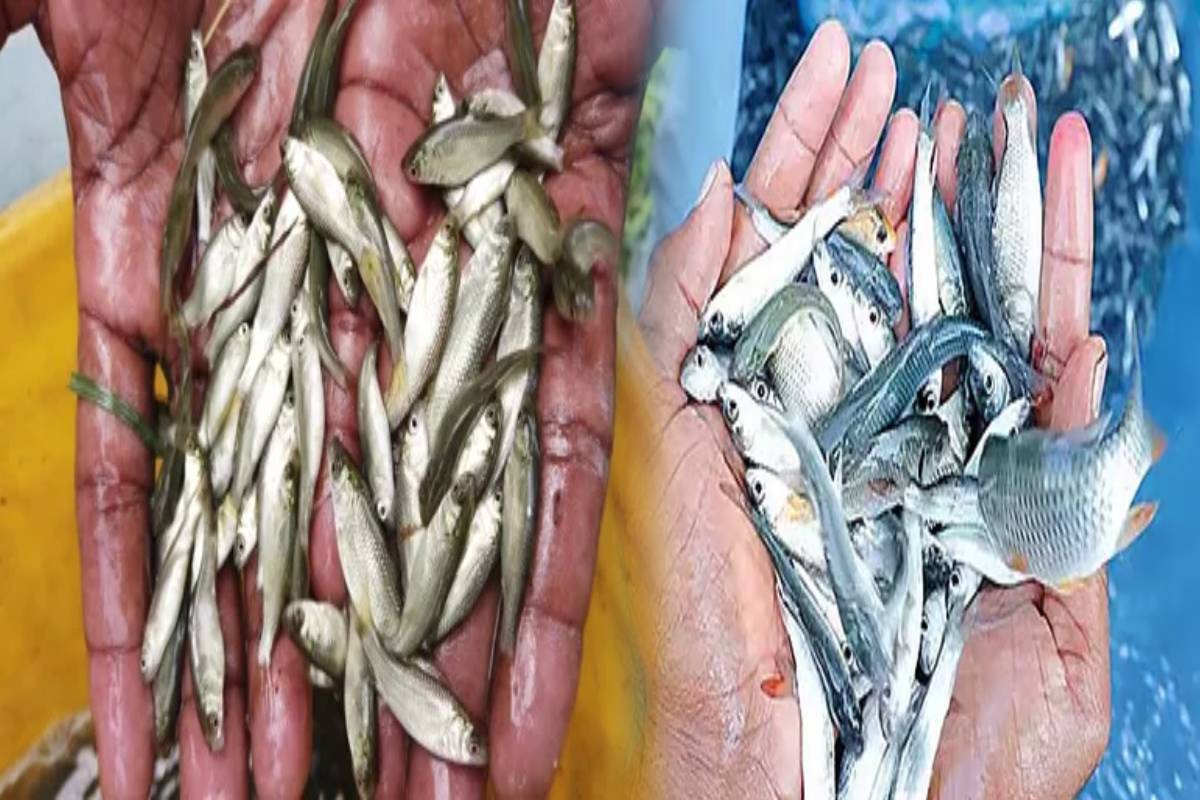 மீன்வளப் பிரிவின் முயற்சி - வடக்கு மாவட்டங்களில் மீன் குஞ்சுகளைப் பாதுகாக்க வலைகள் வழங்கப்பட்டன