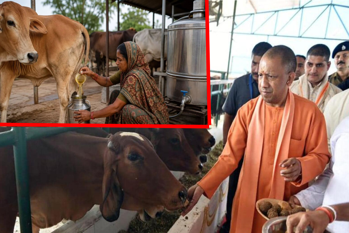 உத்தர பிரதேசம் ஒரு லிட்டருக்கு 10 ரூபாயில் பசு சிறுநீர் சংகलन திட்டத்தை தொடங்கியது