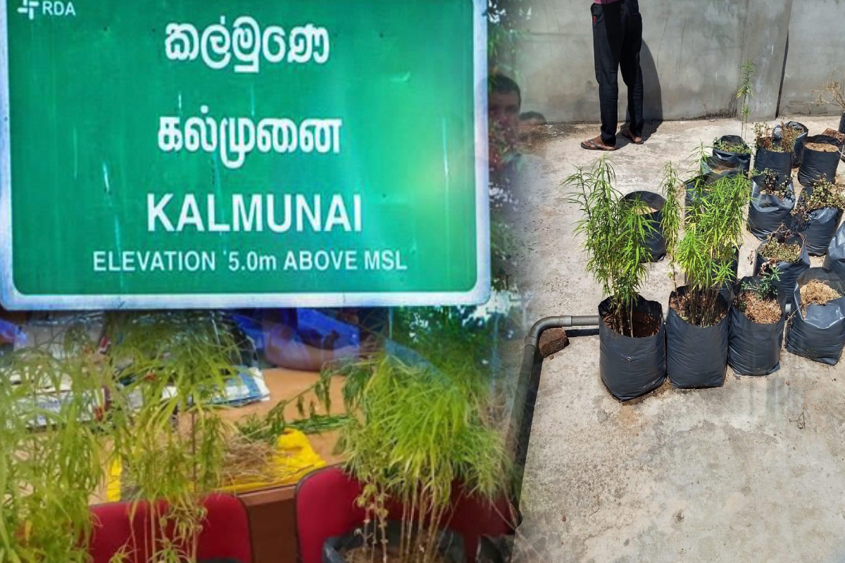 யாழ்ப்பாணத்தில் குடியிருப்பு கட்டடத்தில் கஞ்சா சாகுபடி கண்டுபிடிப்பு