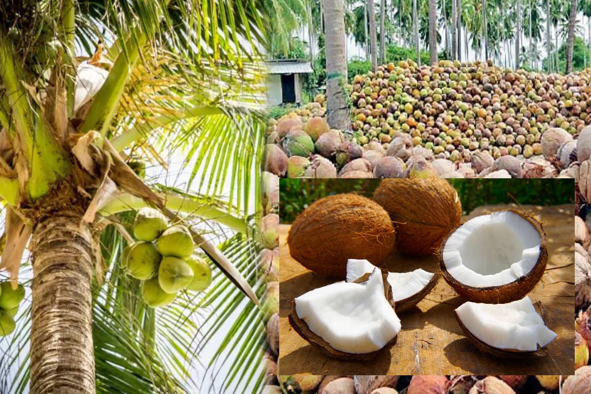 வடக்கு மாகாணத்தில் தேங்காய் வளர்ச்சி முயற்சிகளை பாதிக்கும் ஊழியர் பற்றாக்குறை