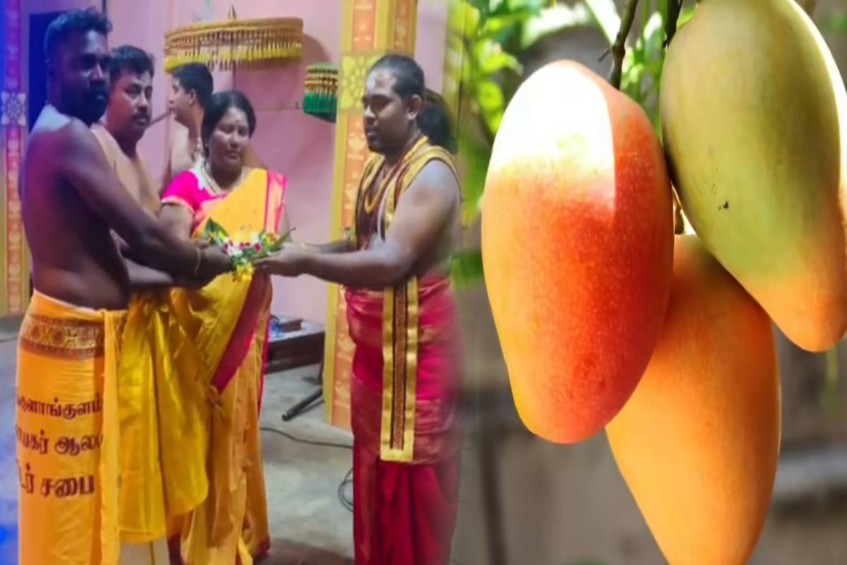 வவவுனியায় ஆலய தெய்வத்திற்கு செலுத்தப்பட்ட மாம்பழம் 300,000 ரூபாயில் ஏலத்தில் விற்கப்பட்டது