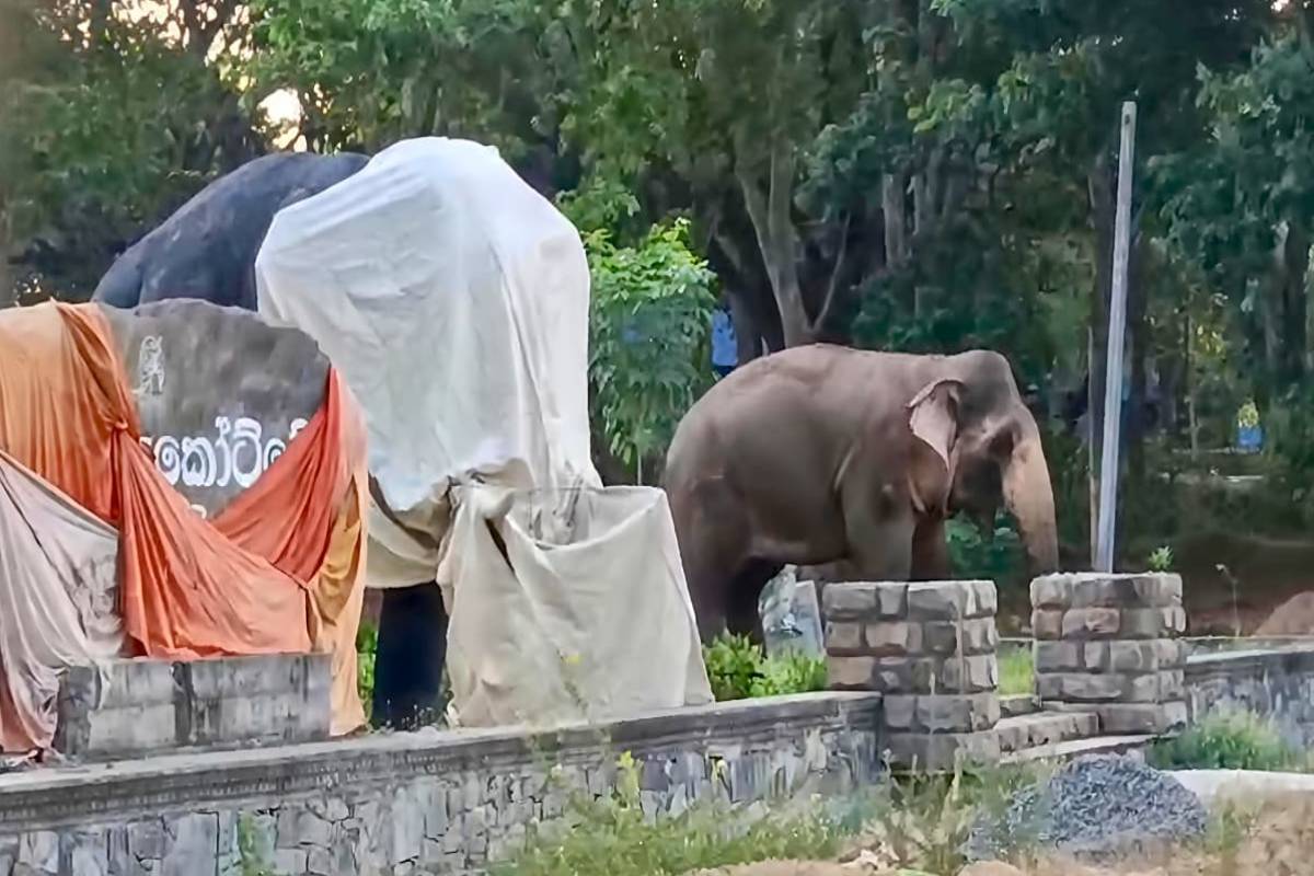 பத்துவ மாவட்டத்தில் இளம் காட்டு யானை சிலையைச் சுற்றி வலம் வந்தது, வாসிகளை தொட்டது